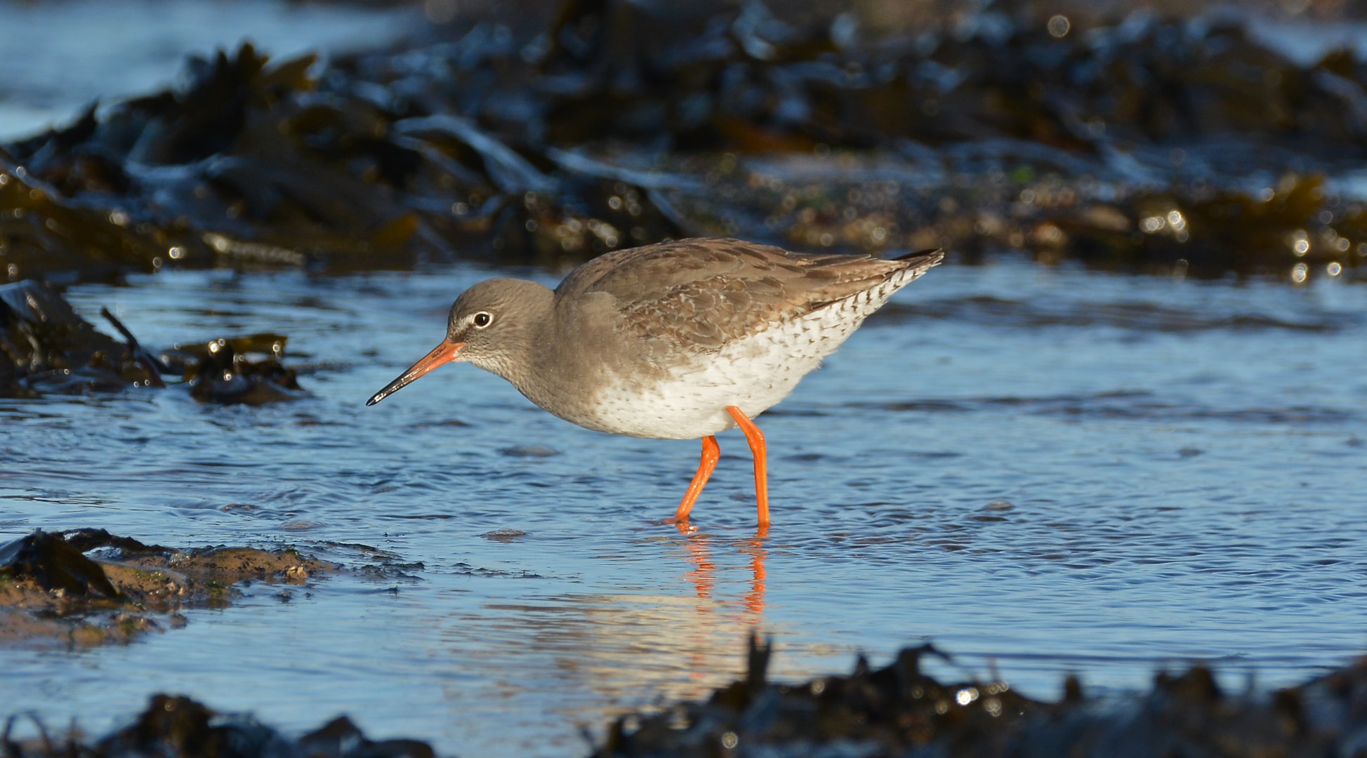 Common Redshank by Damian Money BirdGuides