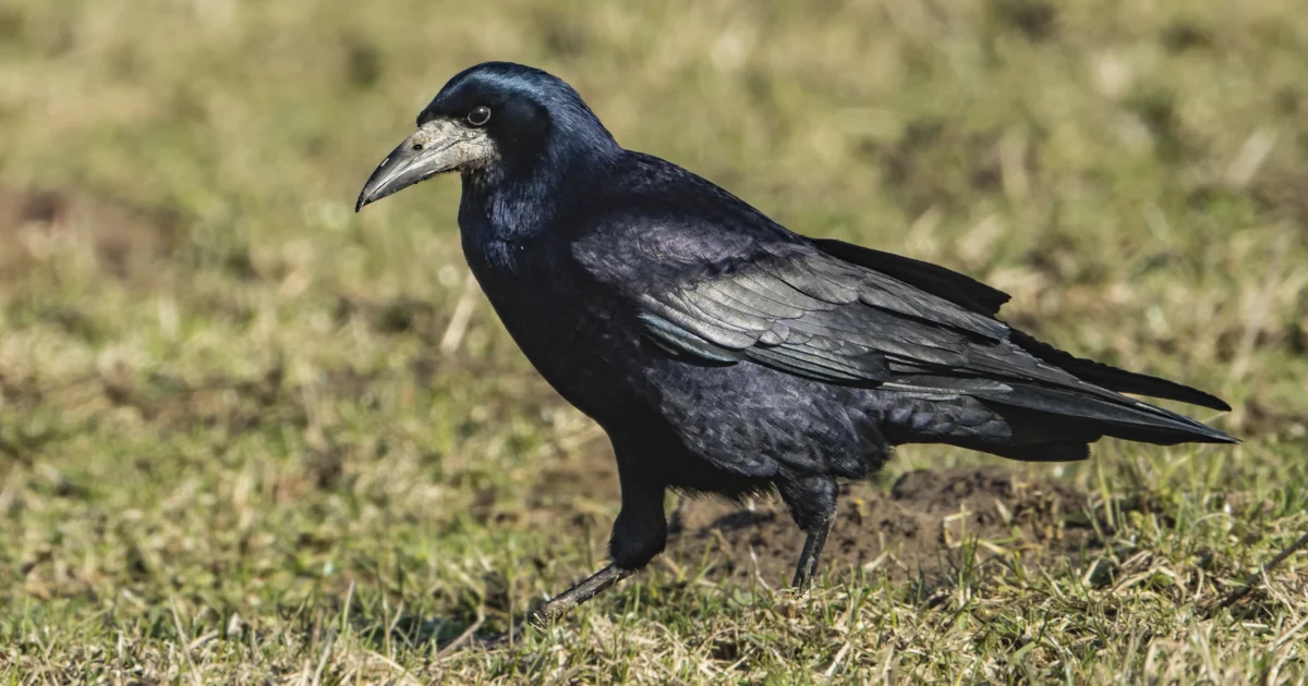 Rookeries Rook Rookery destroyed in Hertfordshire - BirdGuides