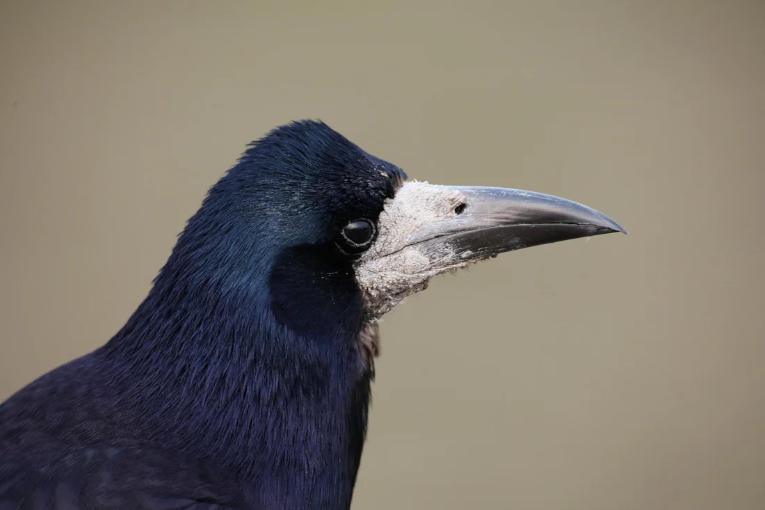 Rook by Clive Daelman - BirdGuides
