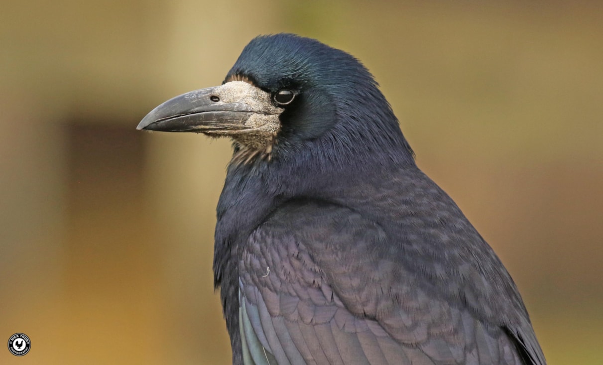 Rook by nick truby birdguides