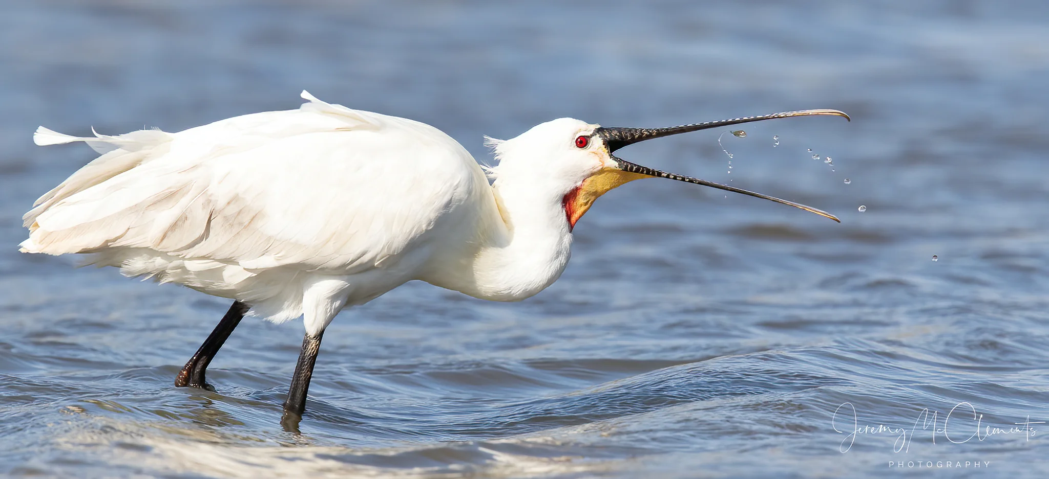 Details : Eurasian Spoonbill - BirdGuides