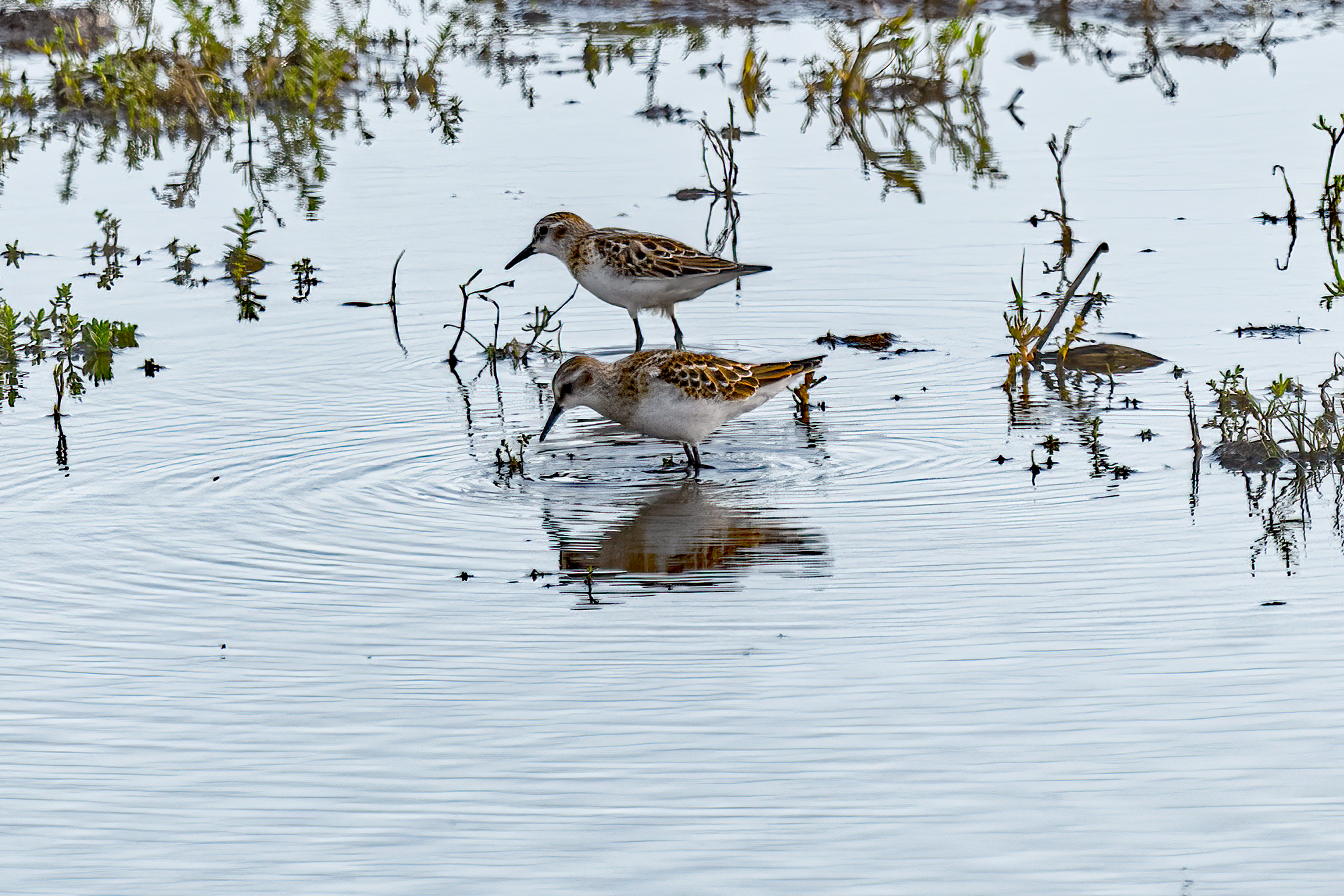 Little Stint by Andy Thompson - BirdGuides