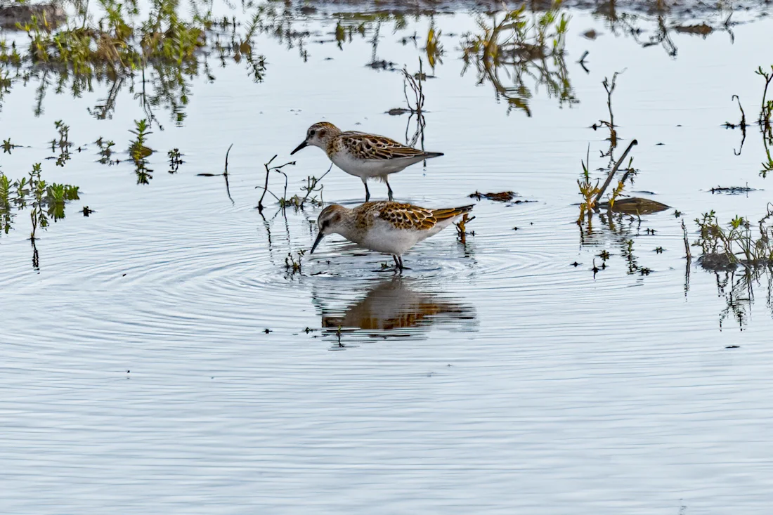 Little Stint by Andy Thompson - BirdGuides