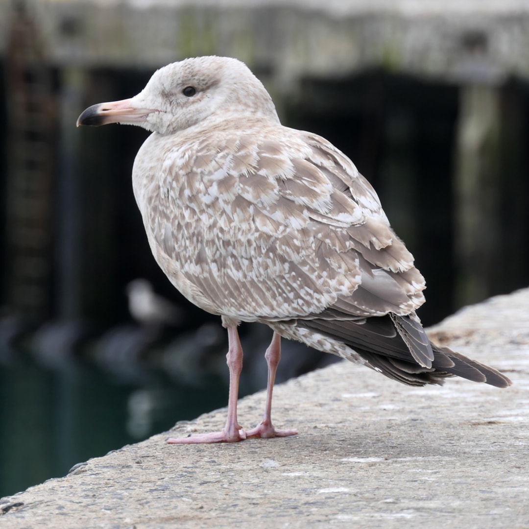 American Herring Gull by Tony Mills BirdGuides