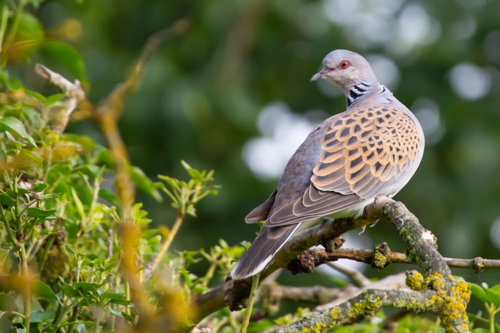 EU moves to protect European Turtle Dove - BirdGuides