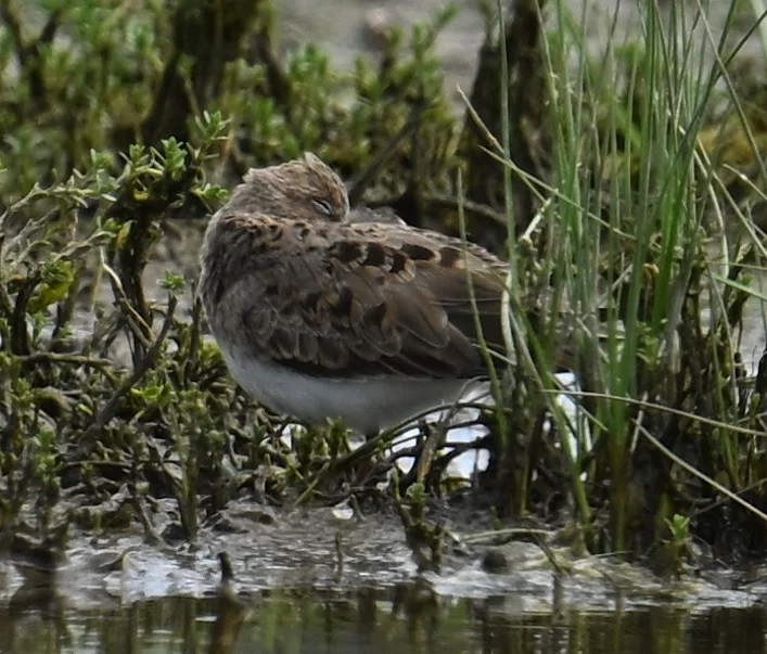 Temminck's Stint by Roger Hackney - BirdGuides