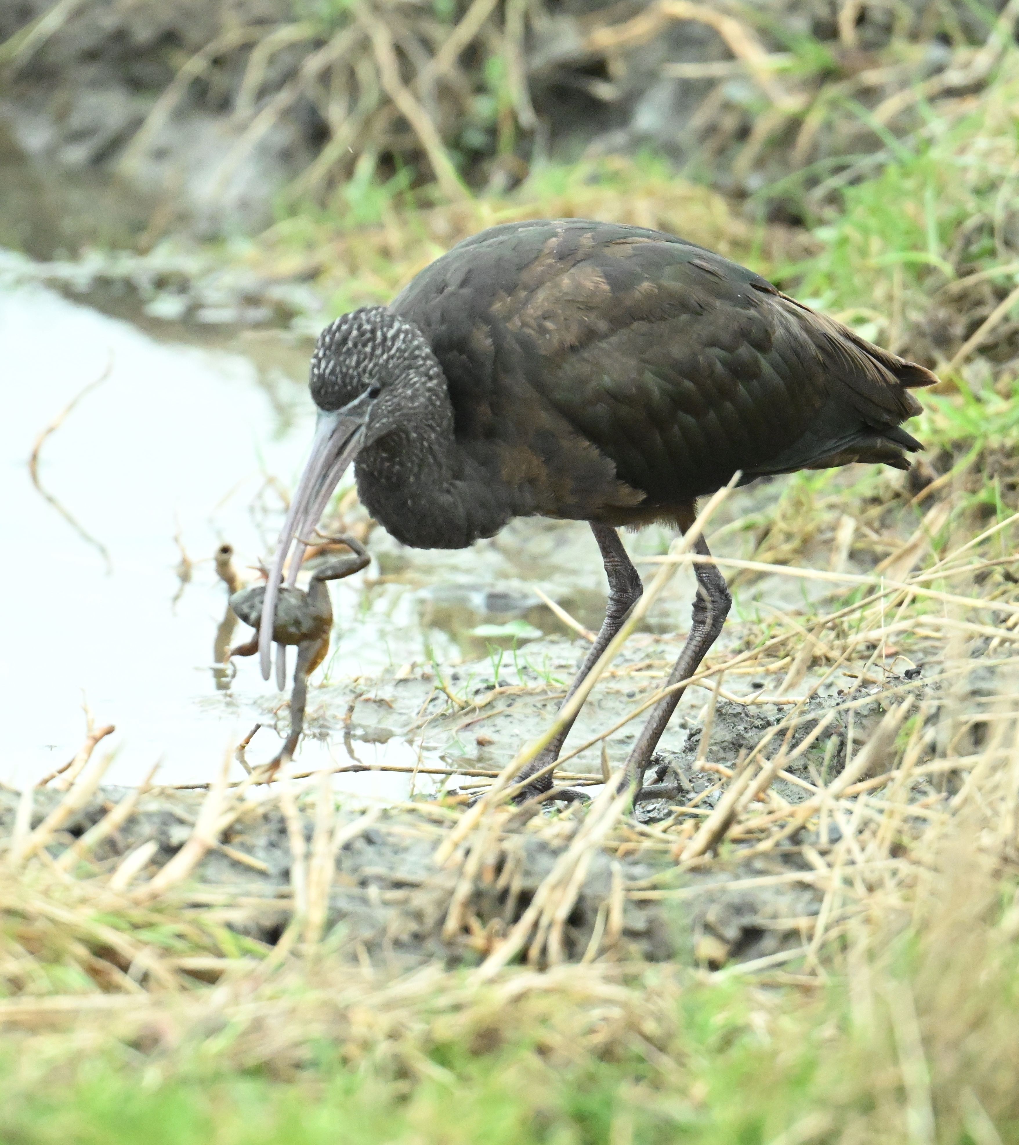 Glossy Ibis by Roger Hackney - BirdGuides