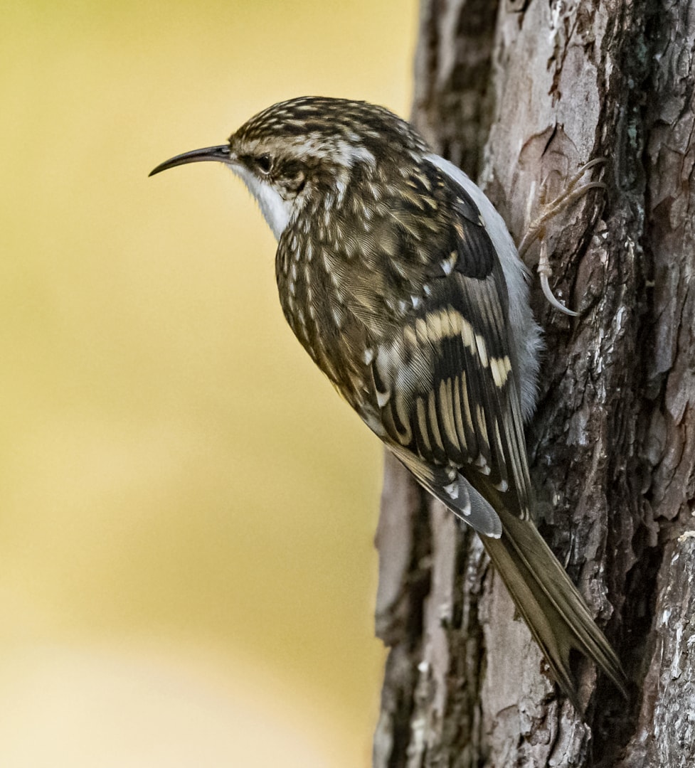 Eurasian Treecreeper by Martyn Jones BirdGuides