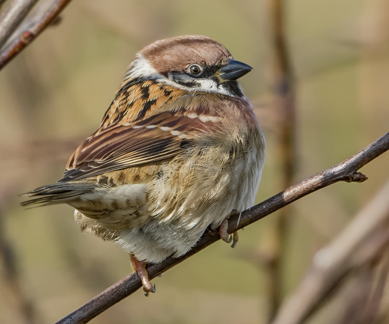 Tree Sparrow by Martyn Jones BirdGuides