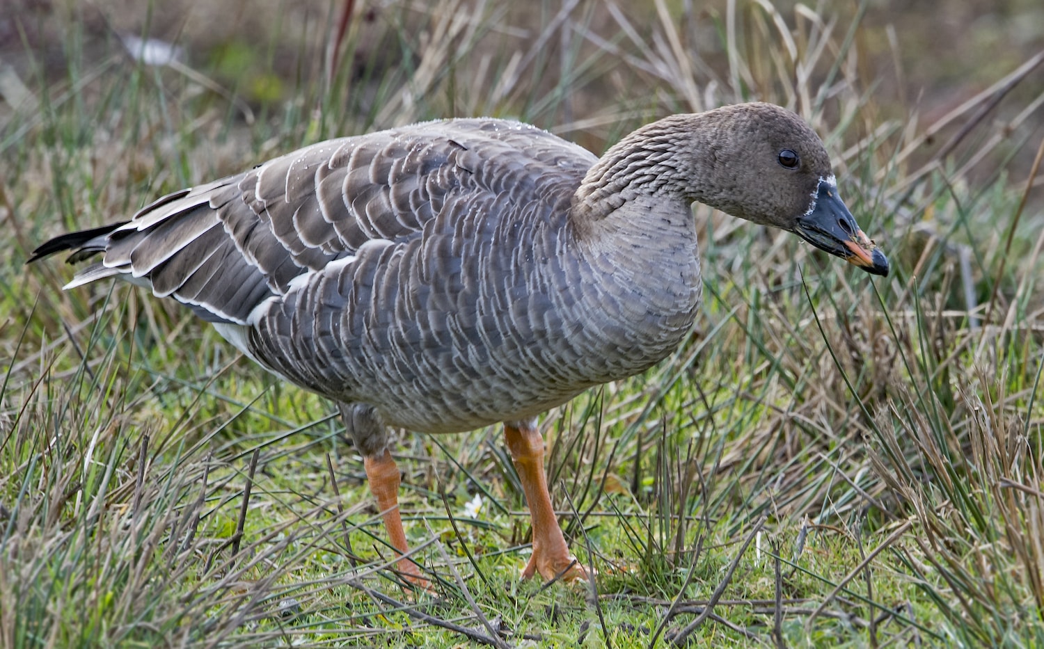 Tundra Bean Goose by Martyn Jones BirdGuides