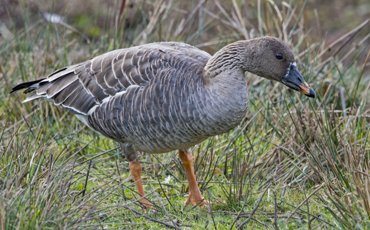 Tundra Bean Goose by Martyn Jones BirdGuides