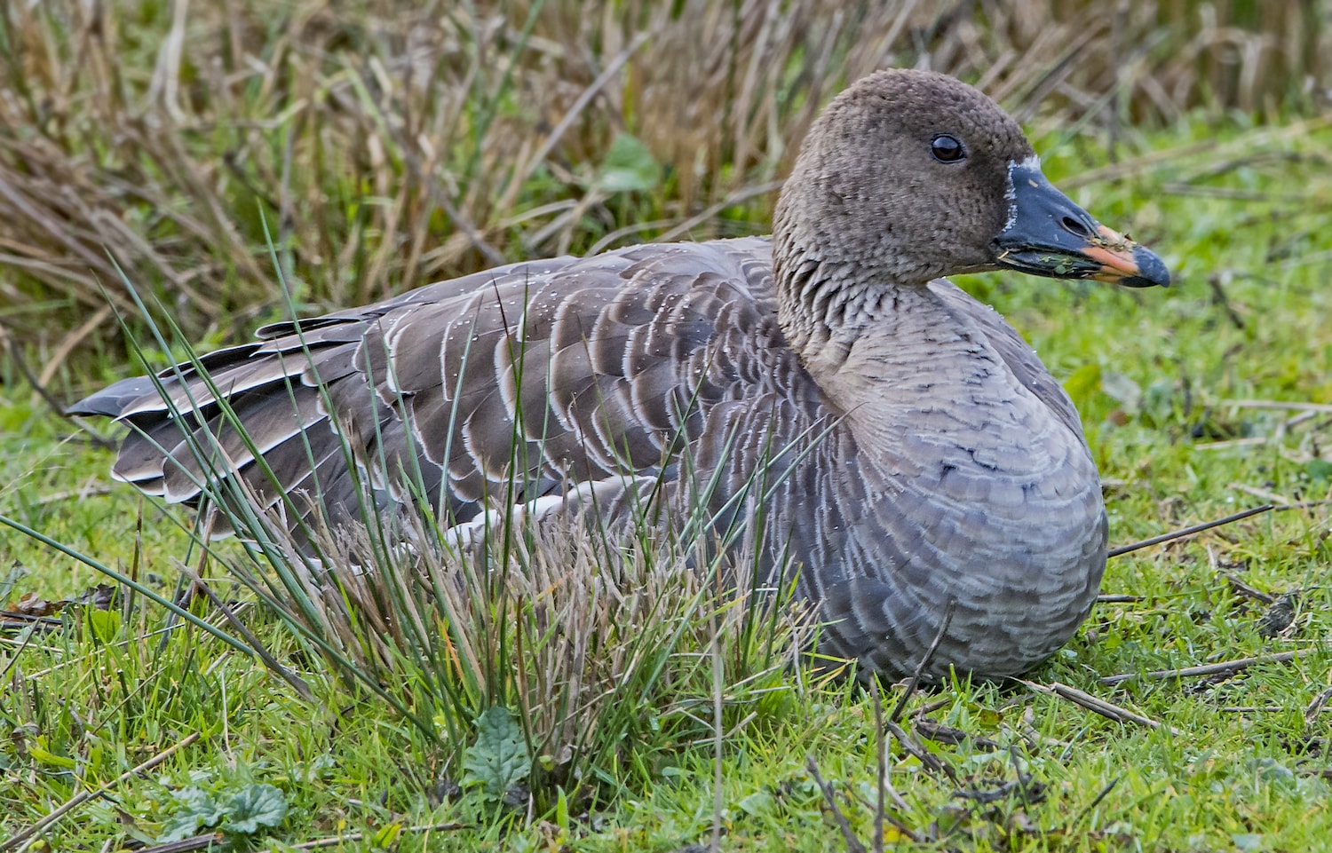 Tundra Bean Goose by Martyn Jones BirdGuides