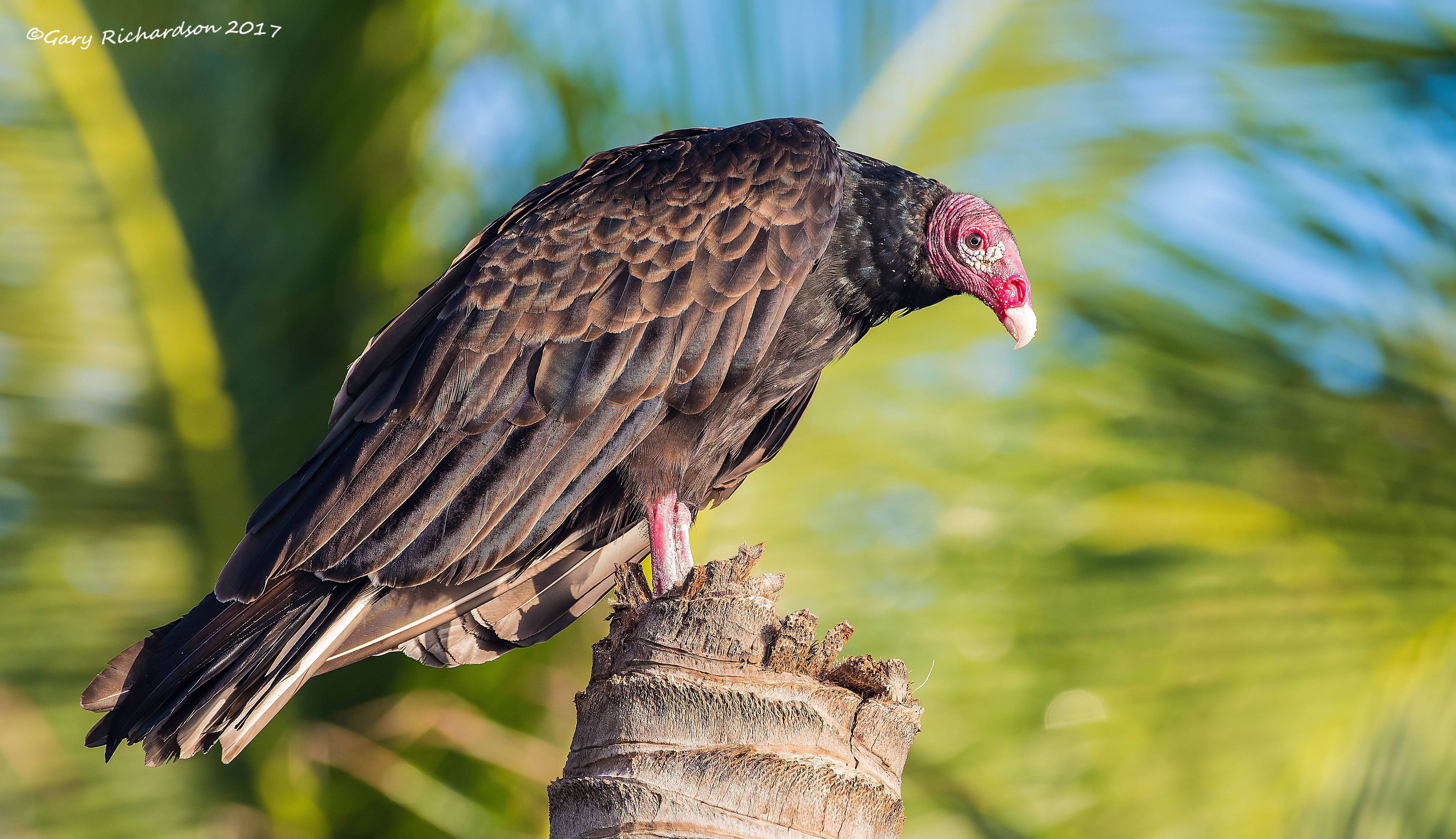 Details Turkey Vulture BirdGuides