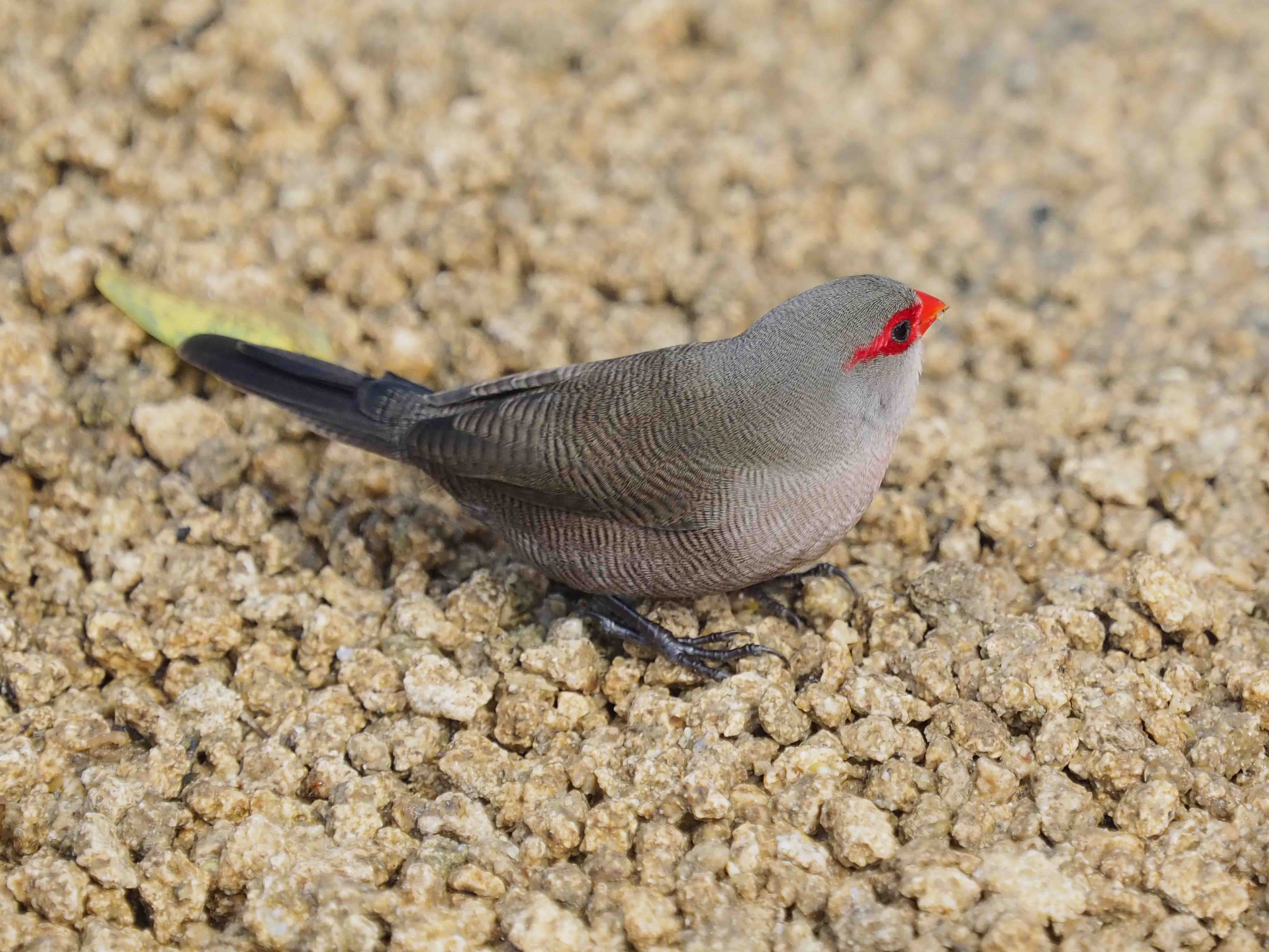Details Common Waxbill BirdGuides