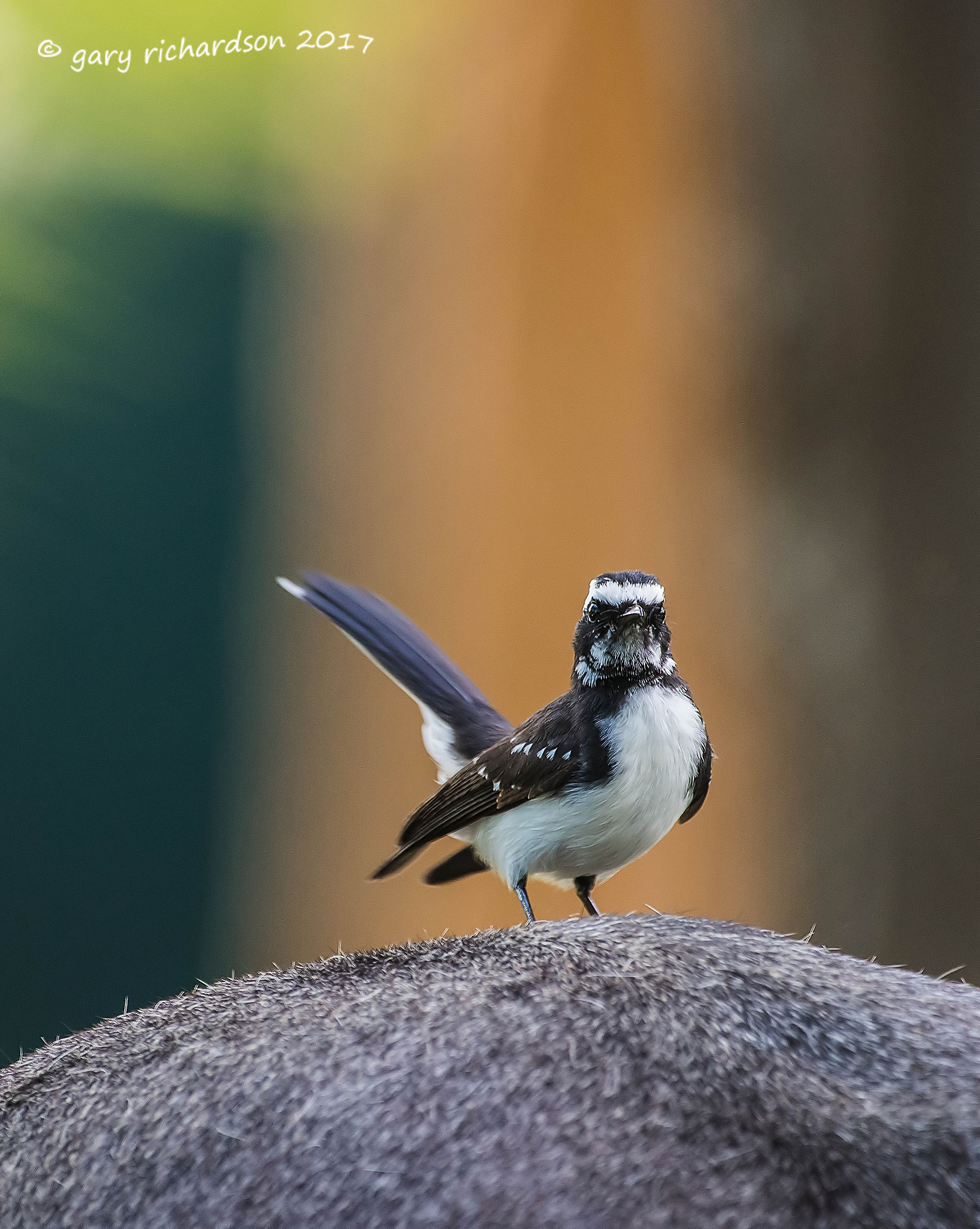 Details Whitebrowed Fantail BirdGuides