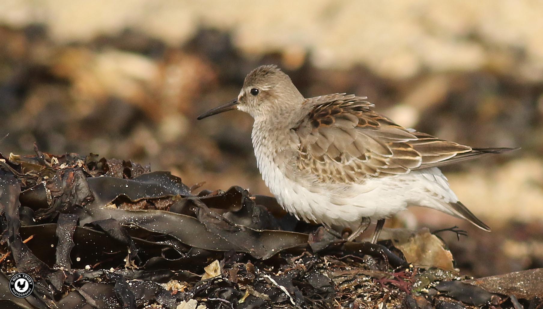 white rumped sandpiper white rumped sandpiper