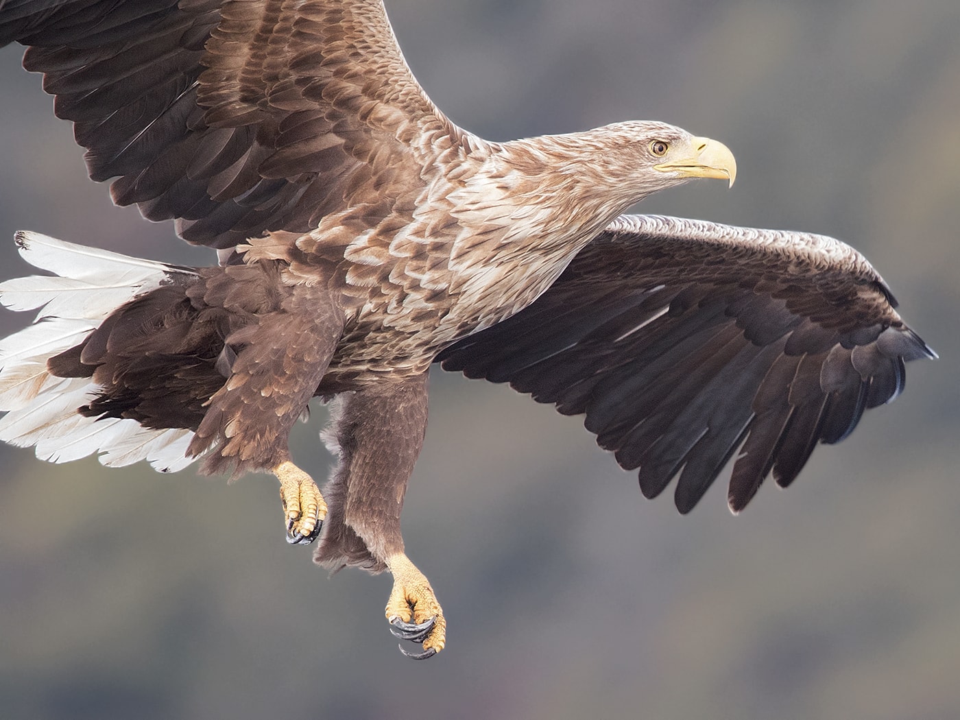 Whitetailed Eagle by Norman West BirdGuides