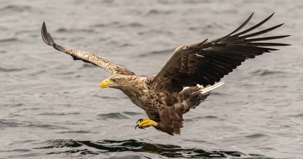 whitetailedeagle-2.jpg?&width=1200&heigh