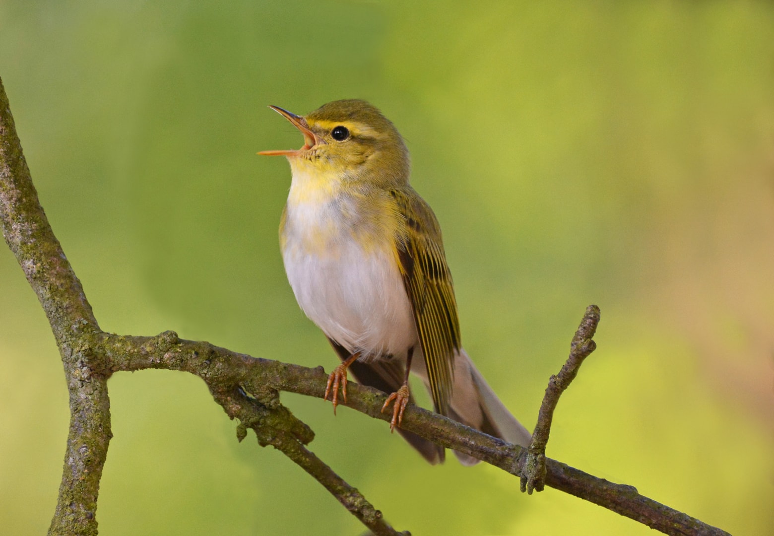 Wood Warbler by Damian Money BirdGuides