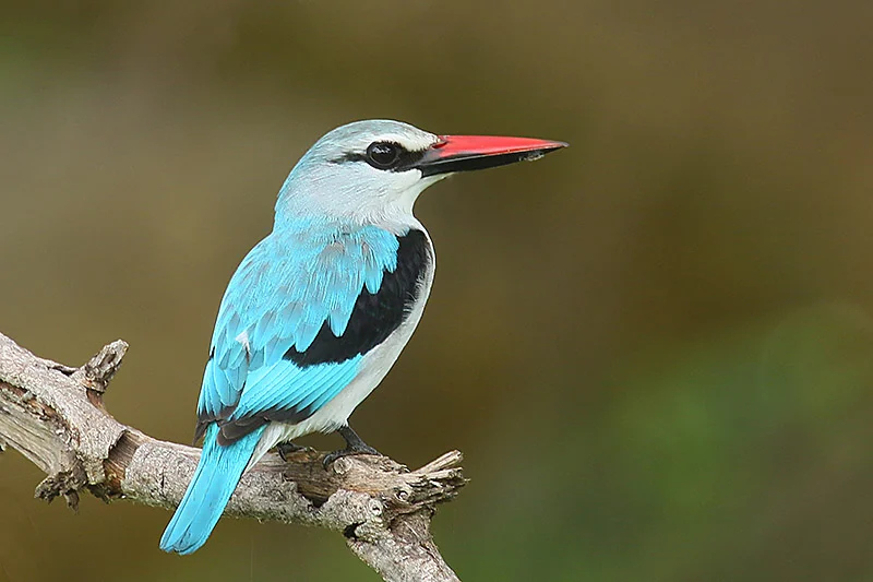 Details : Woodland Kingfisher - BirdGuides