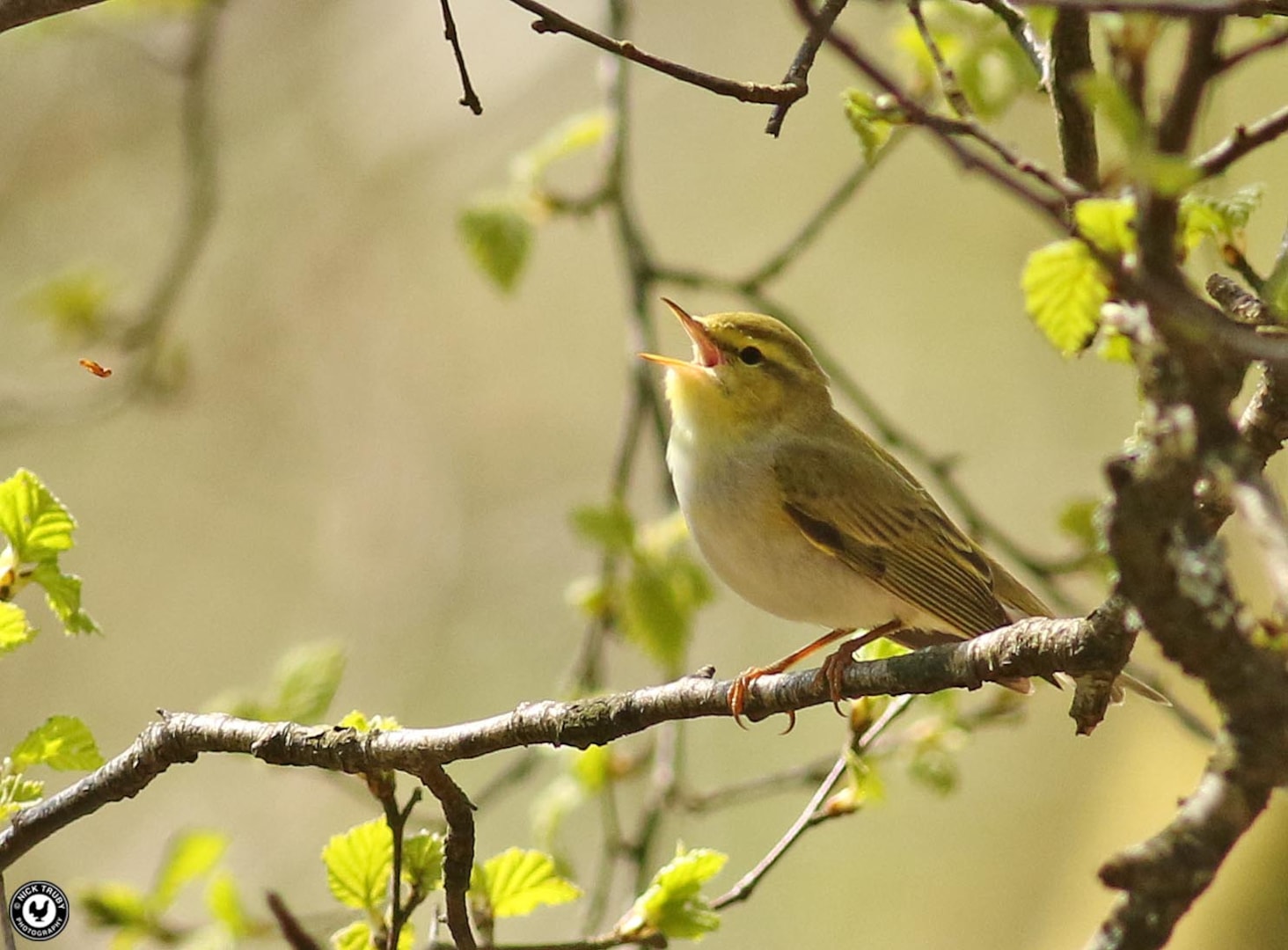Wood Warbler by Nick Truby BirdGuides
