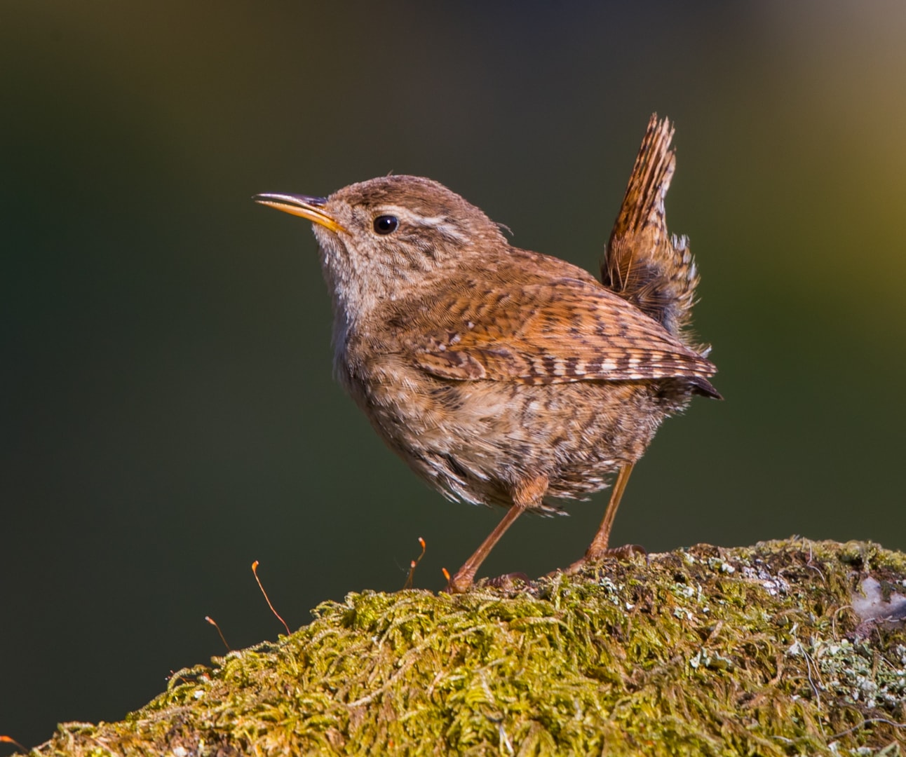 Eurasian Wren by Peter Garrity BirdGuides