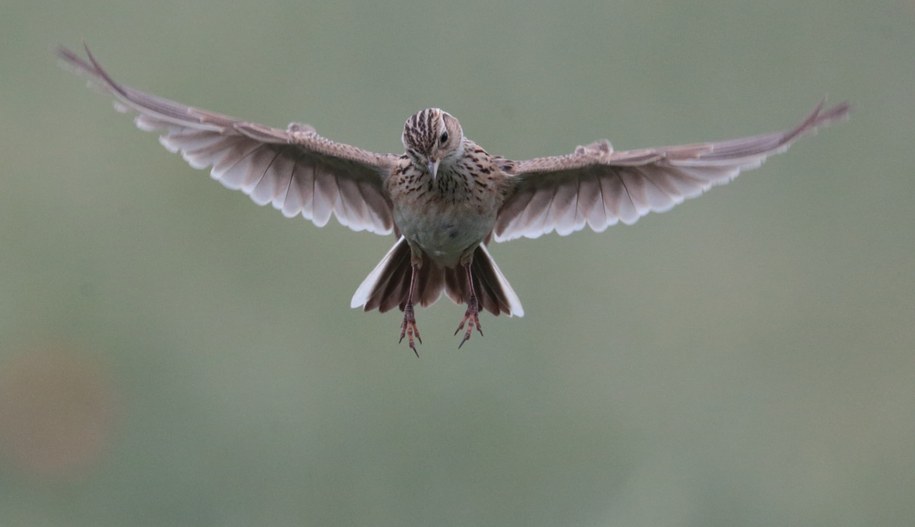 Eurasian Skylark By Rob Smith Birdguides