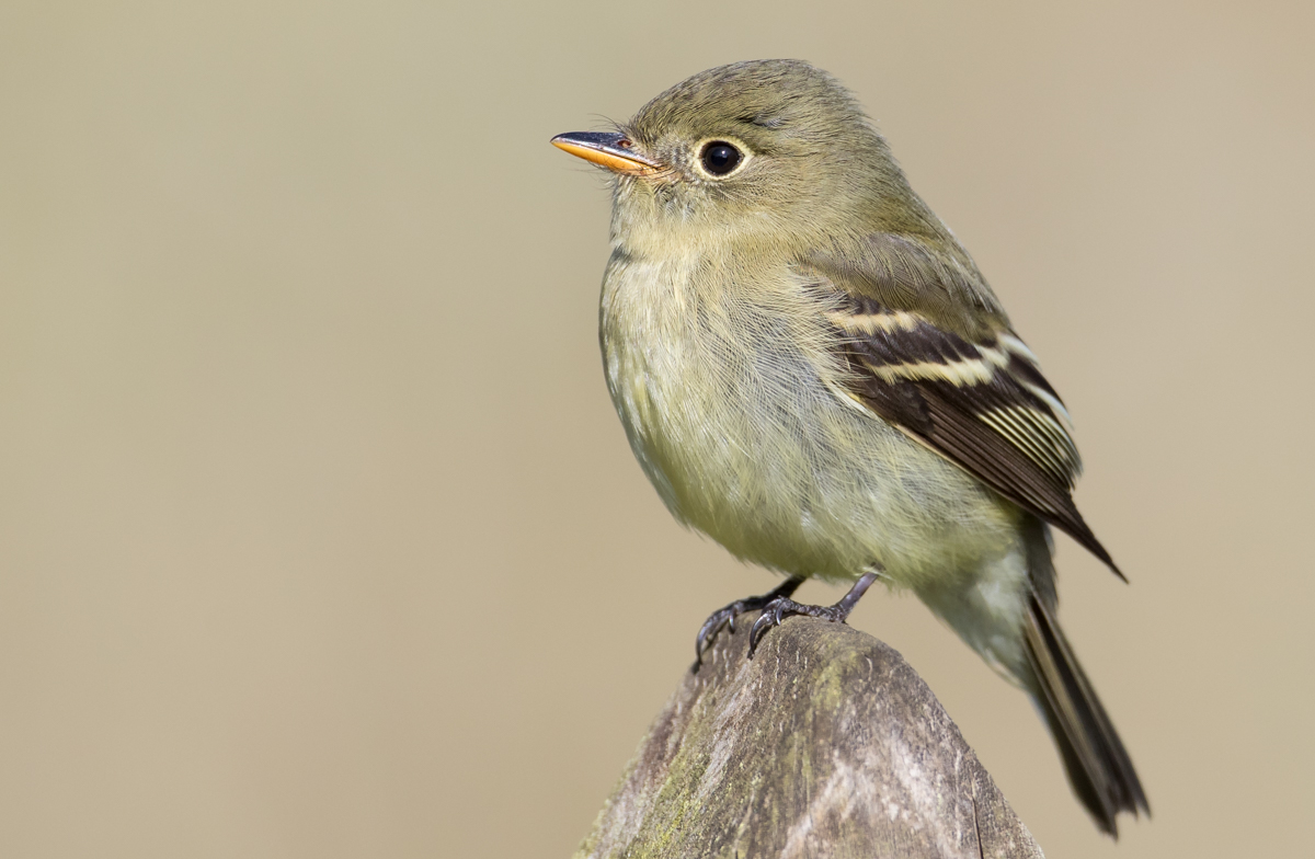 Details : Yellow-bellied Flycatcher - BirdGuides