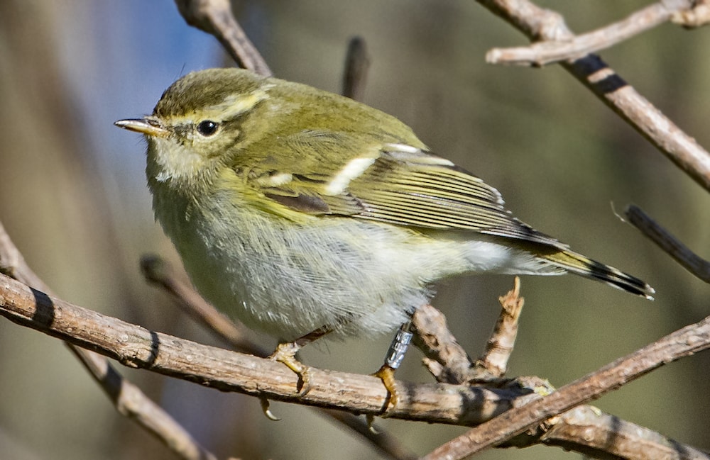 Yellowbrowed Warbler by Martyn Jones BirdGuides