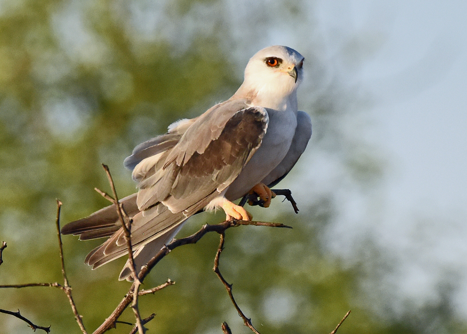 Details Blackshouldered Kite BirdGuides
