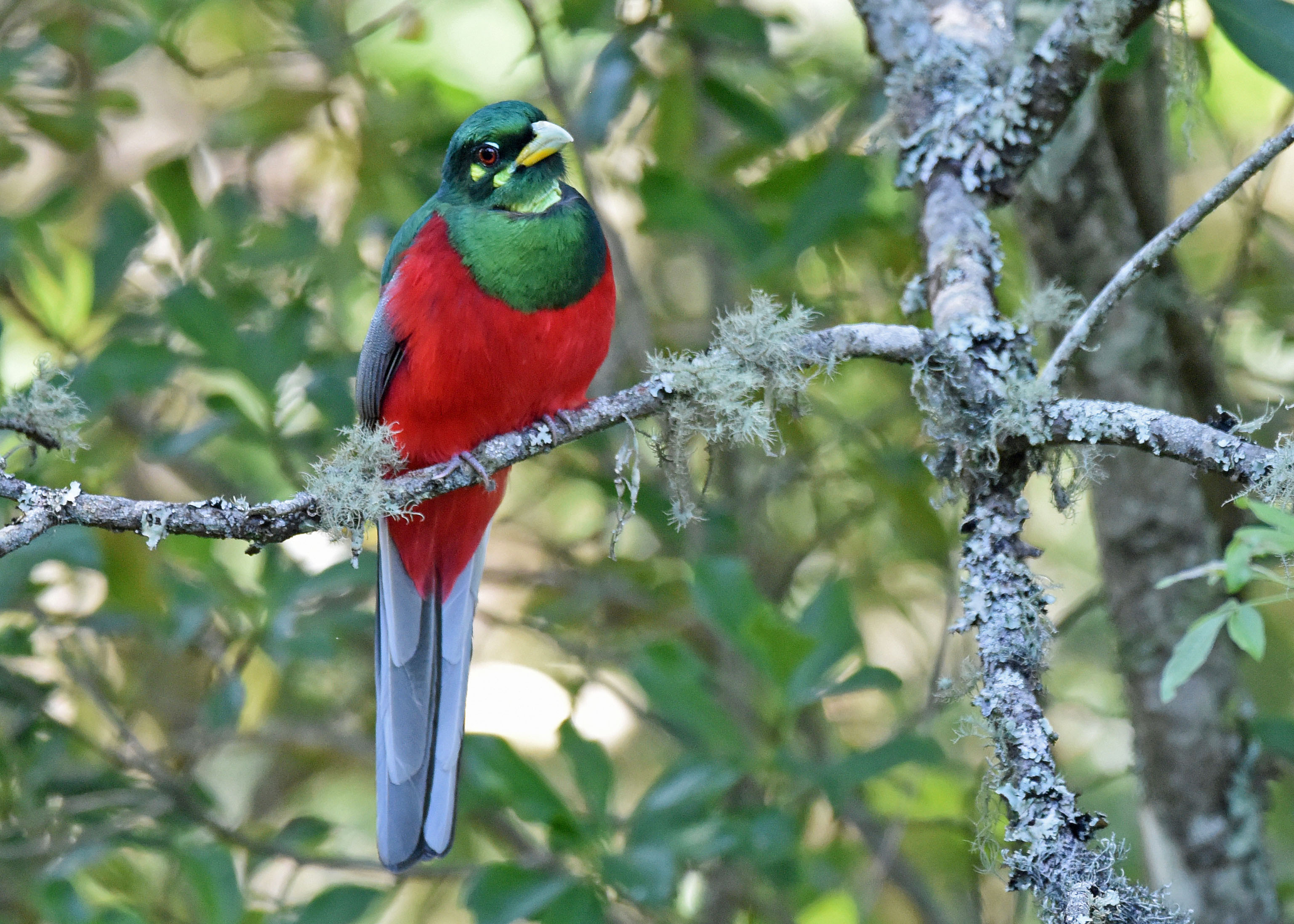 Details Narina Trogon BirdGuides