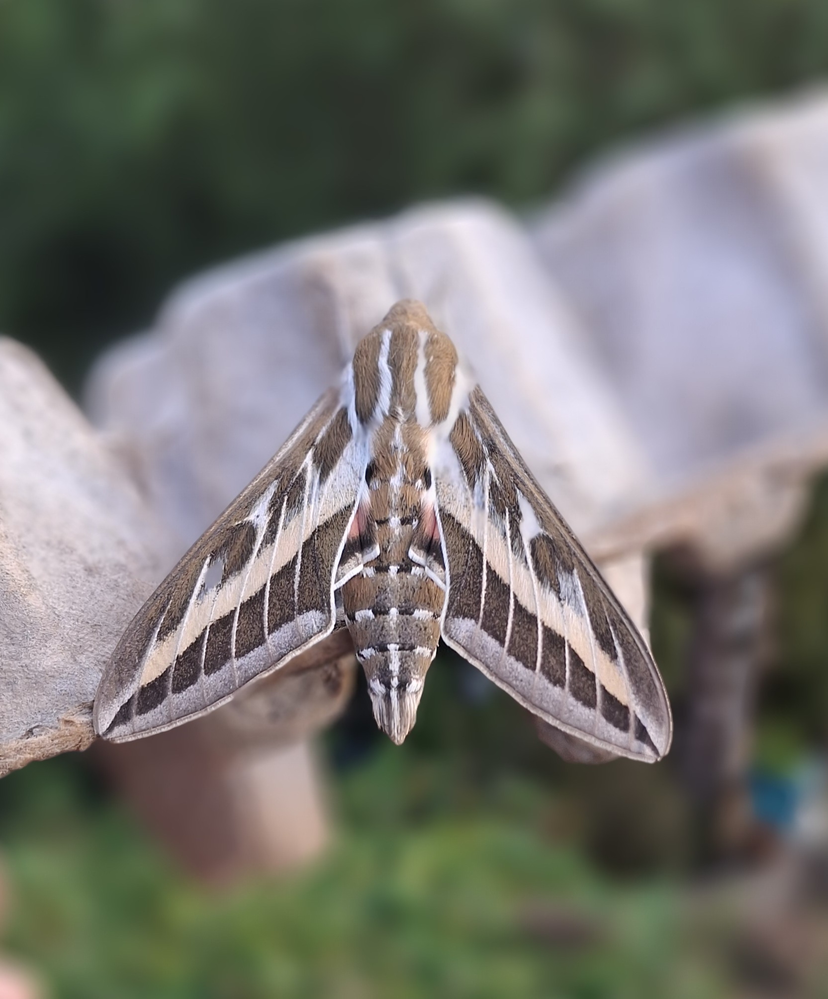 Striped Hawkmoth by Peter Hooper - BirdGuides
