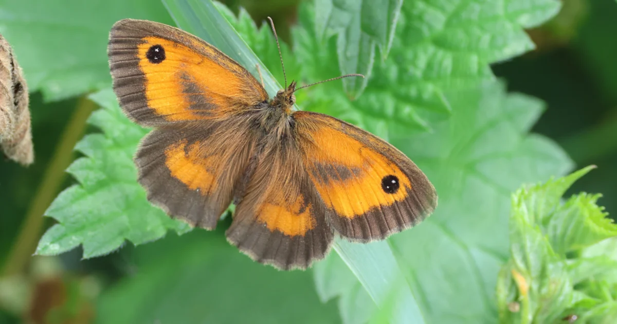 Moth Numbers Record-low butterfly and moth numbers spark worry - BirdGuides