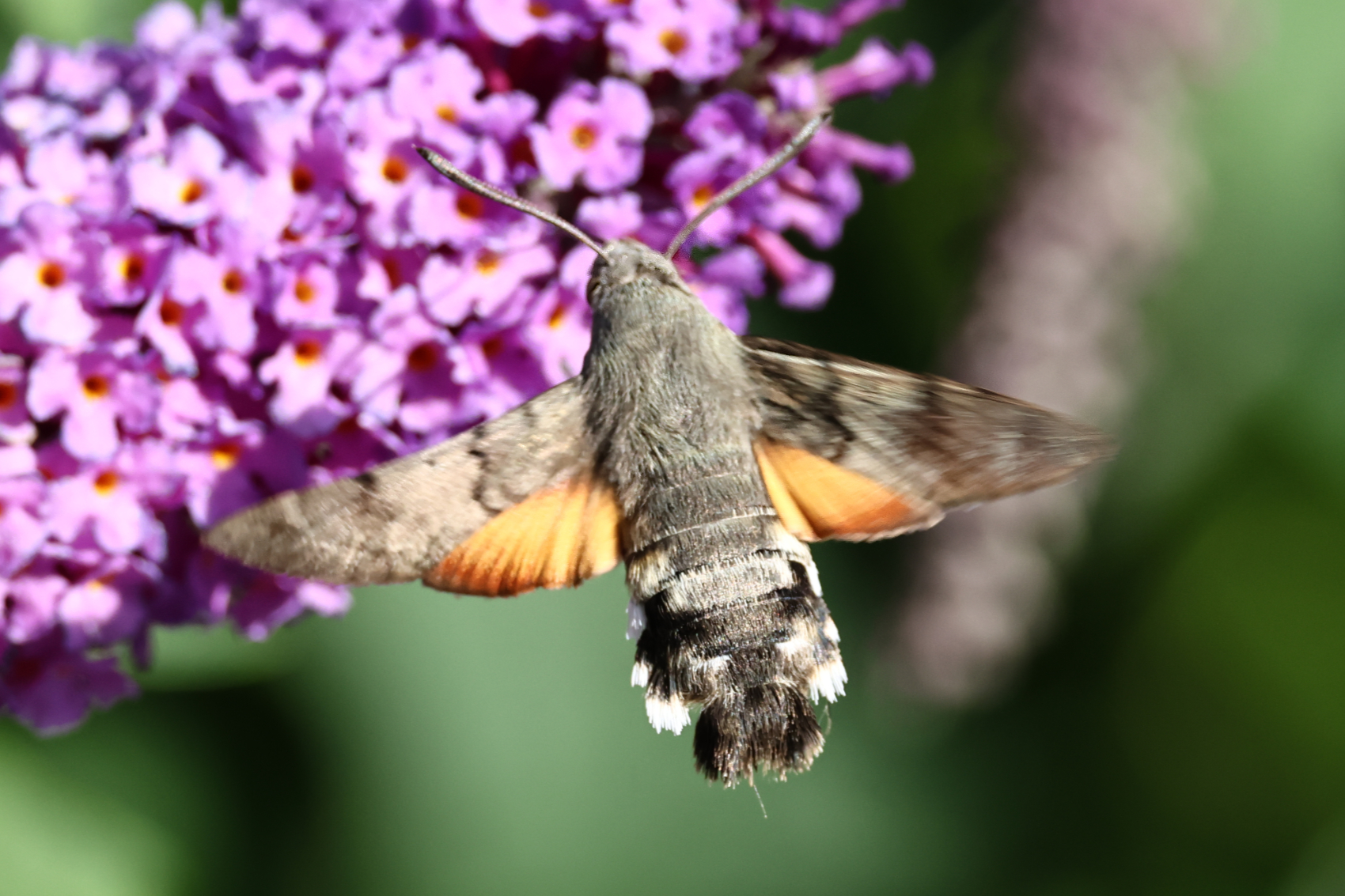 Hummingbird Hawkmoth by Chris Teague - BirdGuides