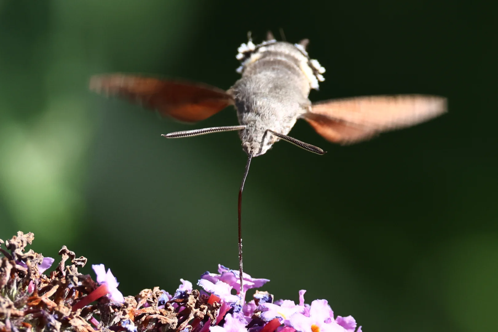 Hummingbird Moth Scale Hummingbird Hawkmoth by Chris Teague - BirdGuides