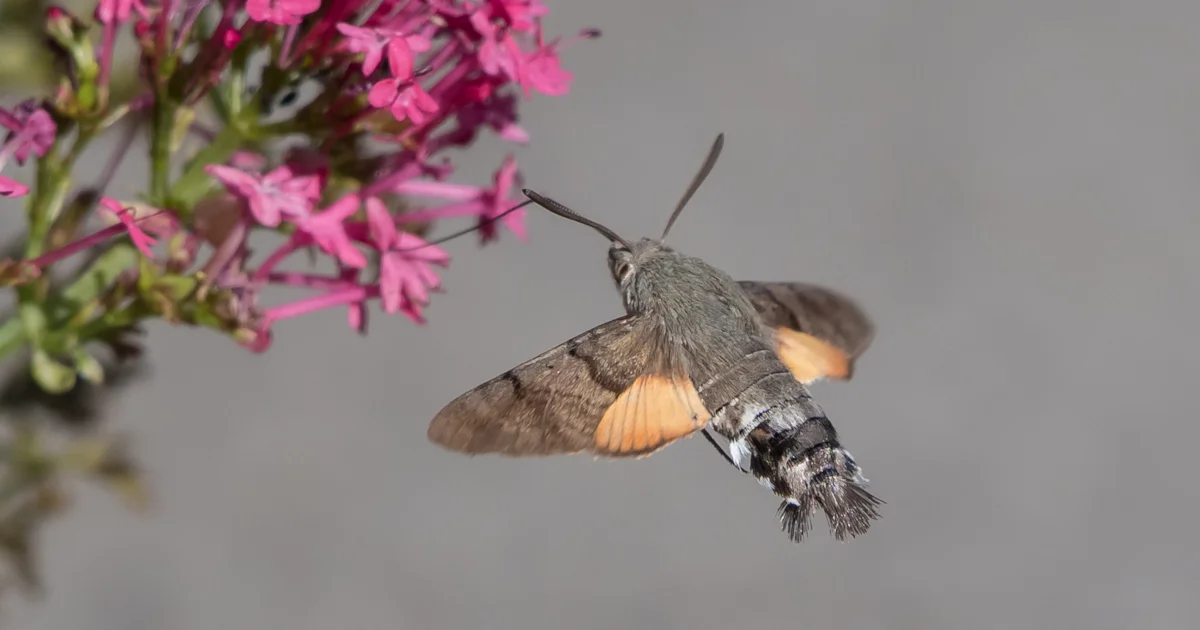 Hummingbird England Bumper year for UK 'hummingbird' sightings - BirdGuides