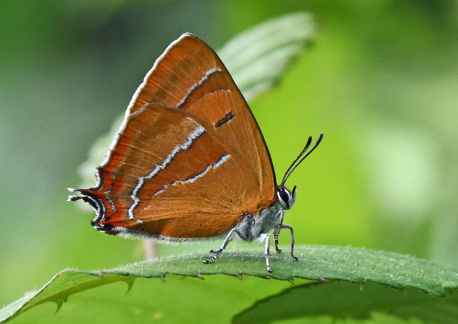 Brown Hairstreak by Tony Hovell - BirdGuides