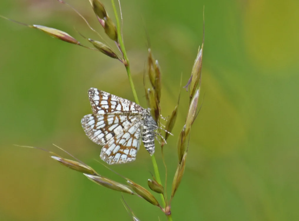 Tom Moth Latticed Heath by Tom Moodie - BirdGuides