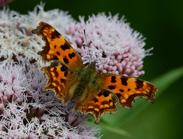 Comma by Joe Graham - BirdGuides