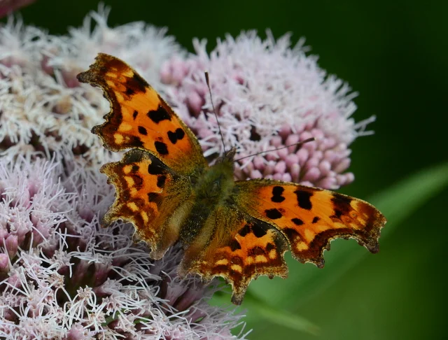 Comma Moth Comma by Joe Graham - BirdGuides