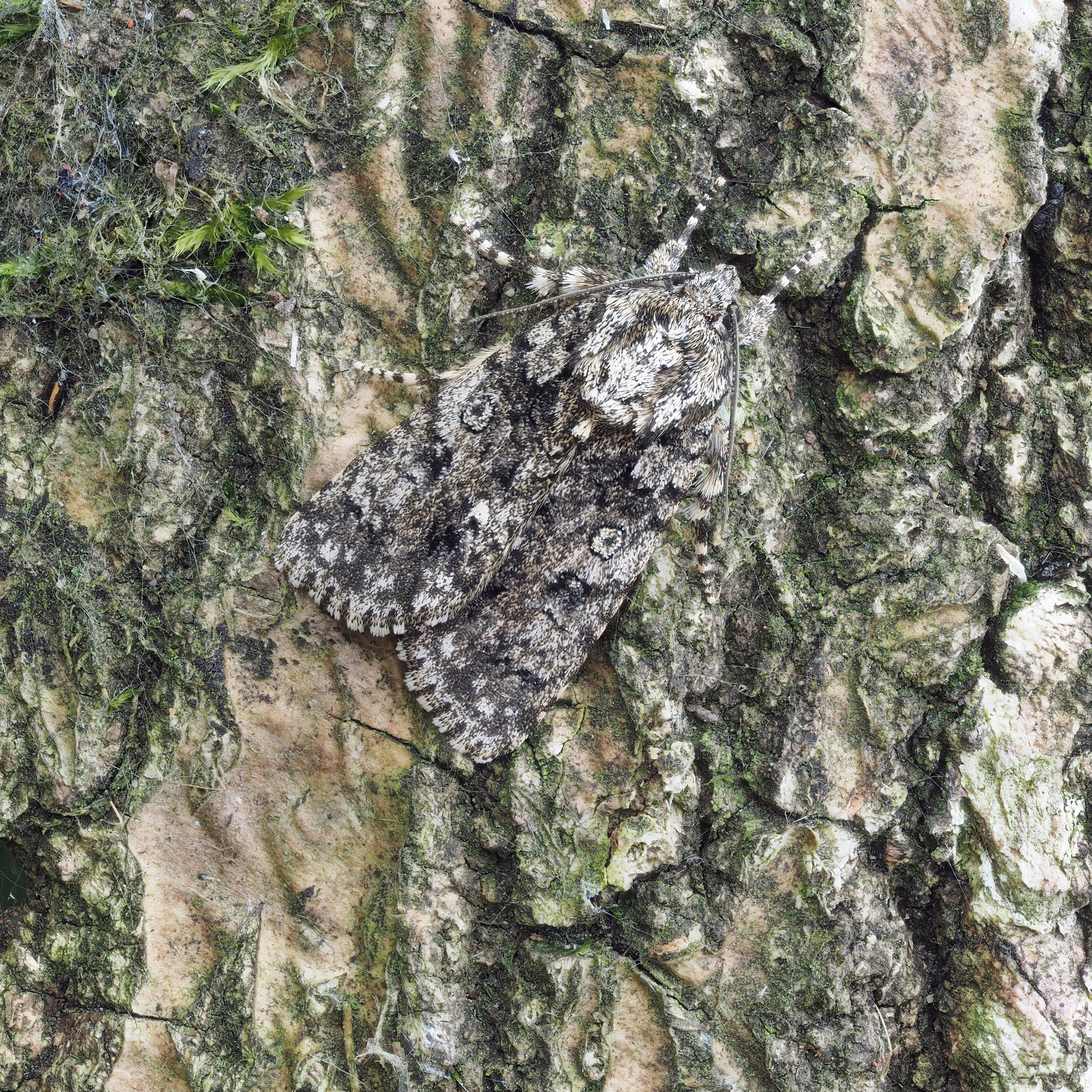 Details Knot Grass BirdGuides