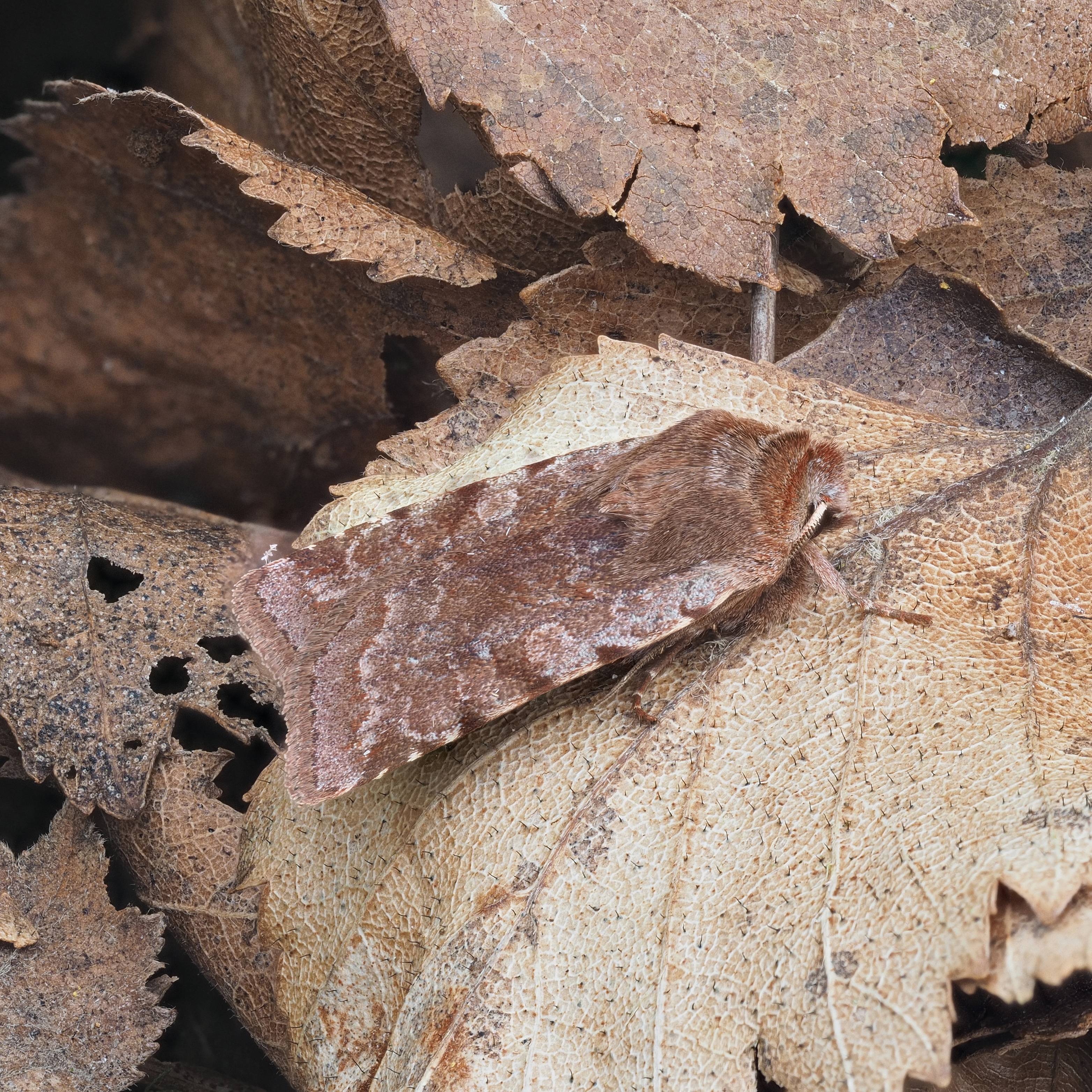 Details : Red Chestnut - BirdGuides