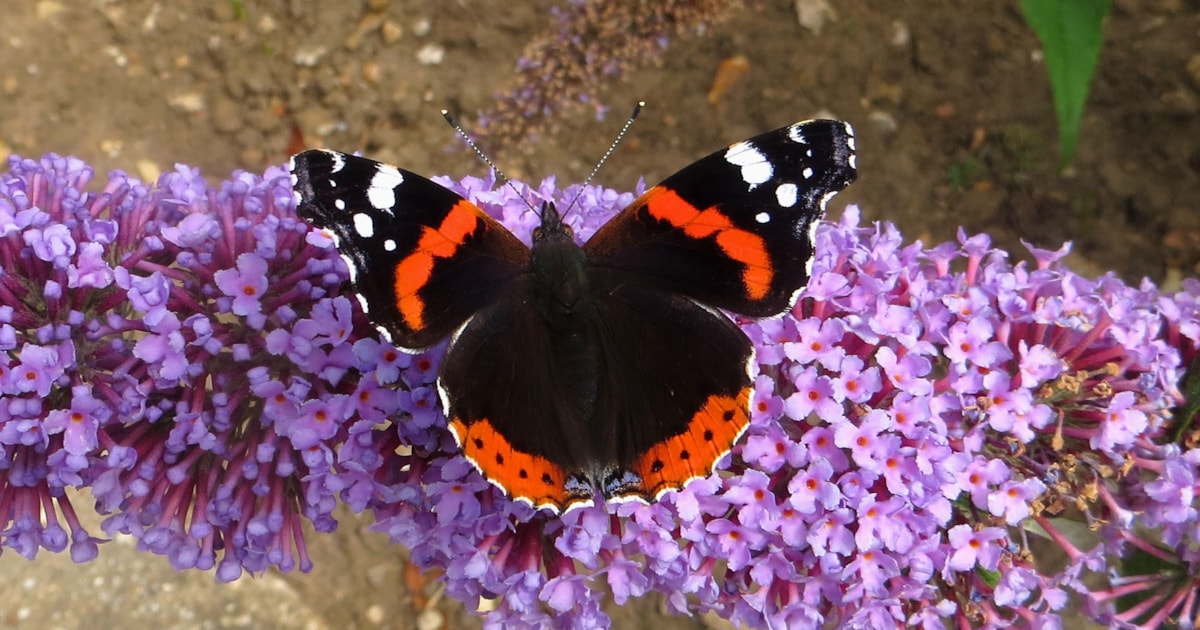 Red Admiral thrives despite wet summer BirdGuides