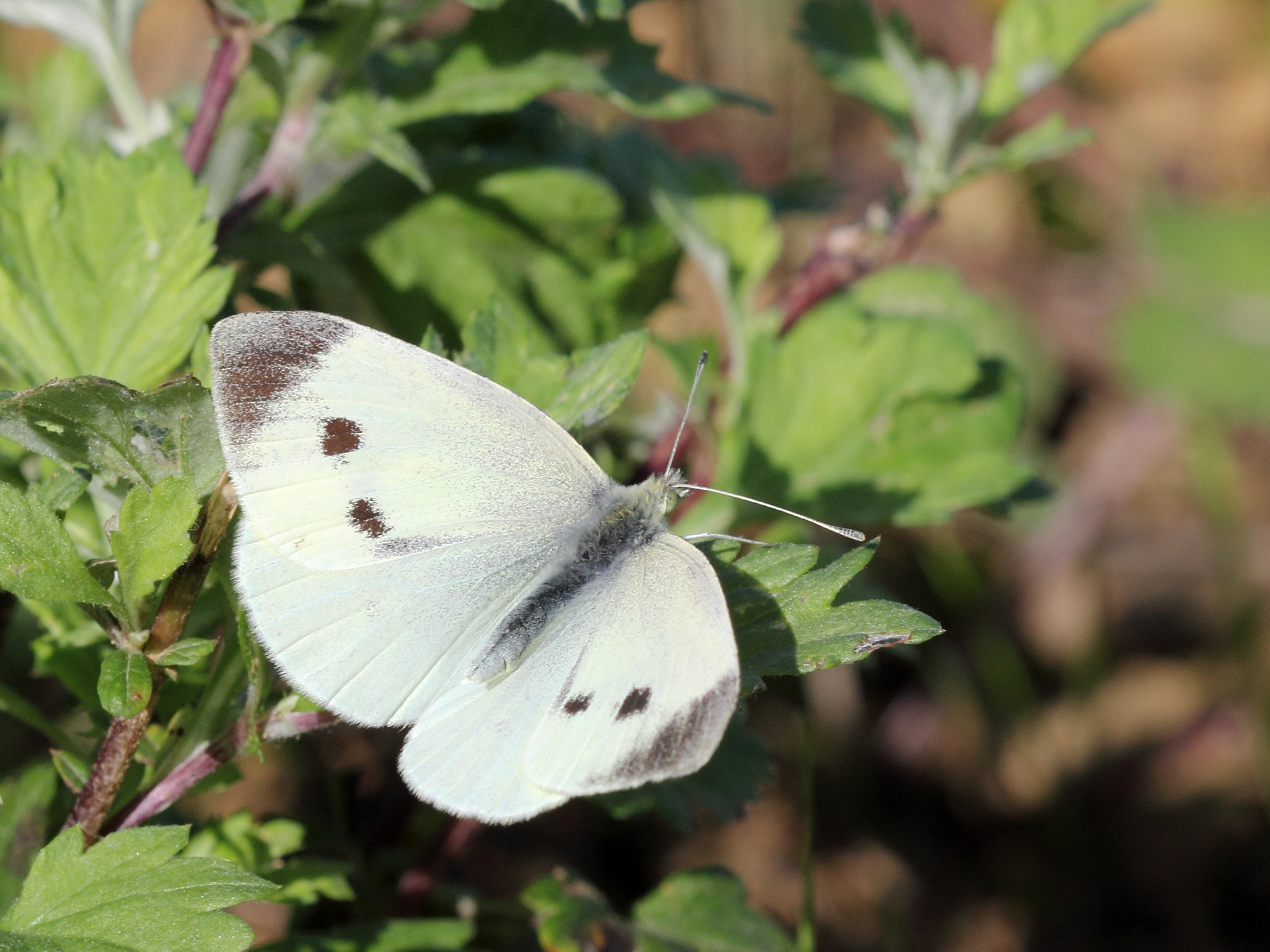 Focus on: Southern Small White - Vimarsana News