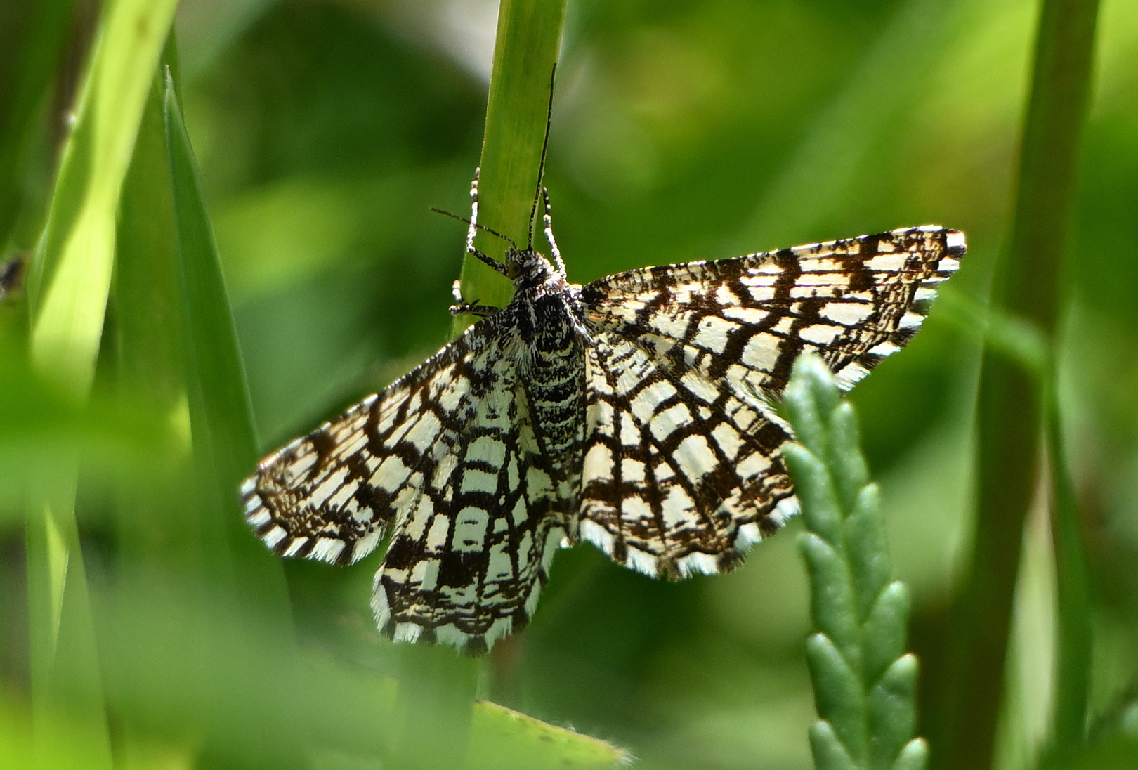 Latticed Heath by Tom Moodie - BirdGuides