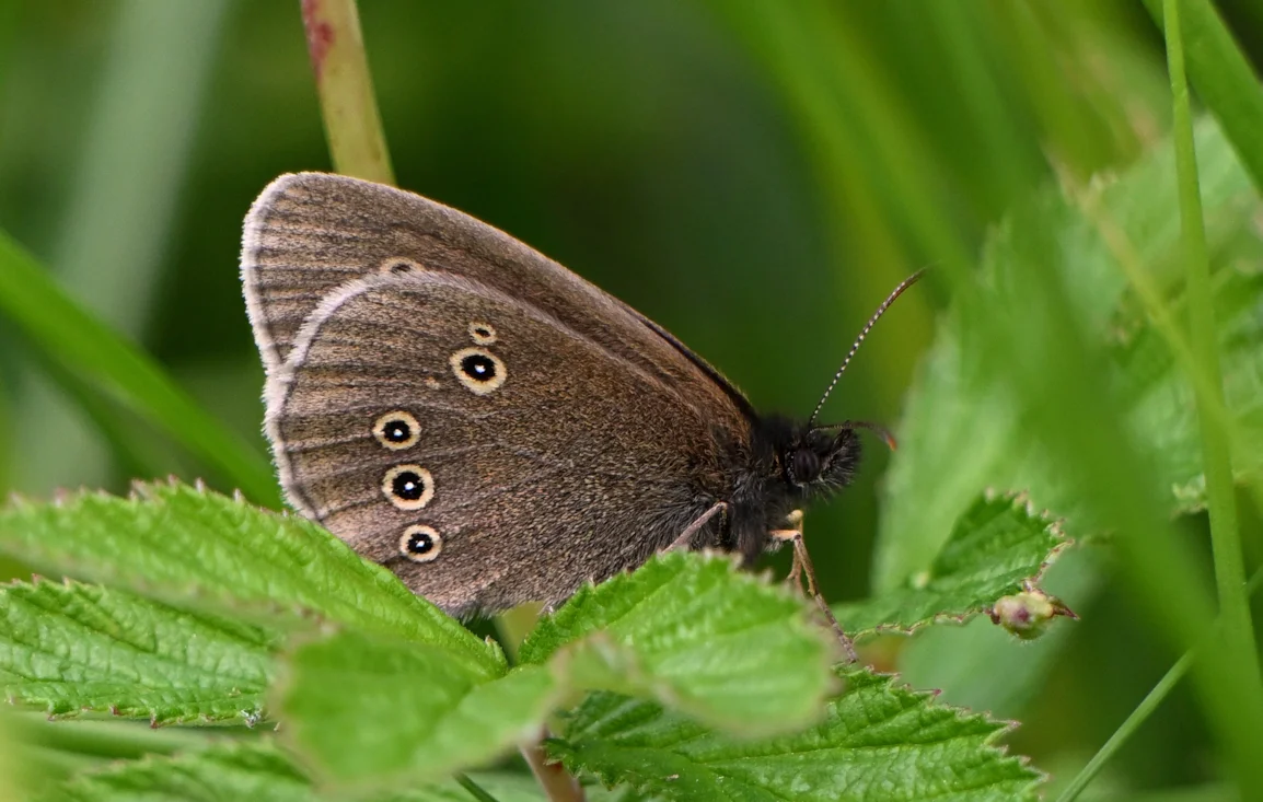 Tom Moth Ringlet by Tom Moodie - BirdGuides