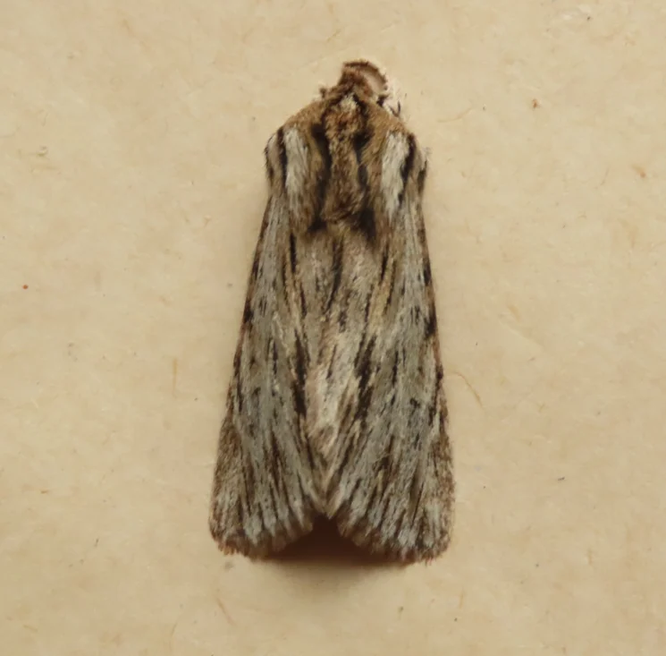 Sprawler Sprawler by David Ferguson - BirdGuides