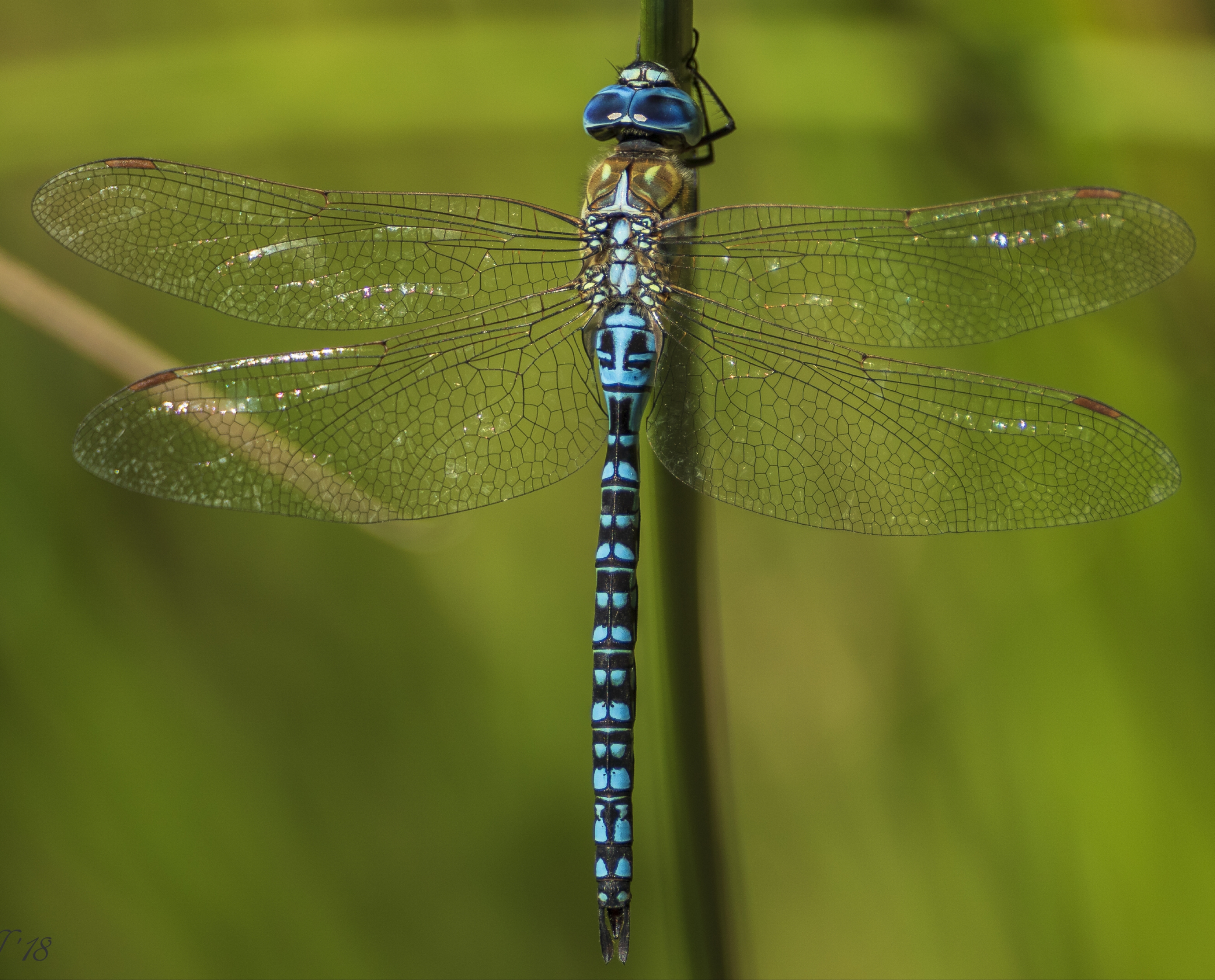 Details : Southern Migrant Hawker - BirdGuides