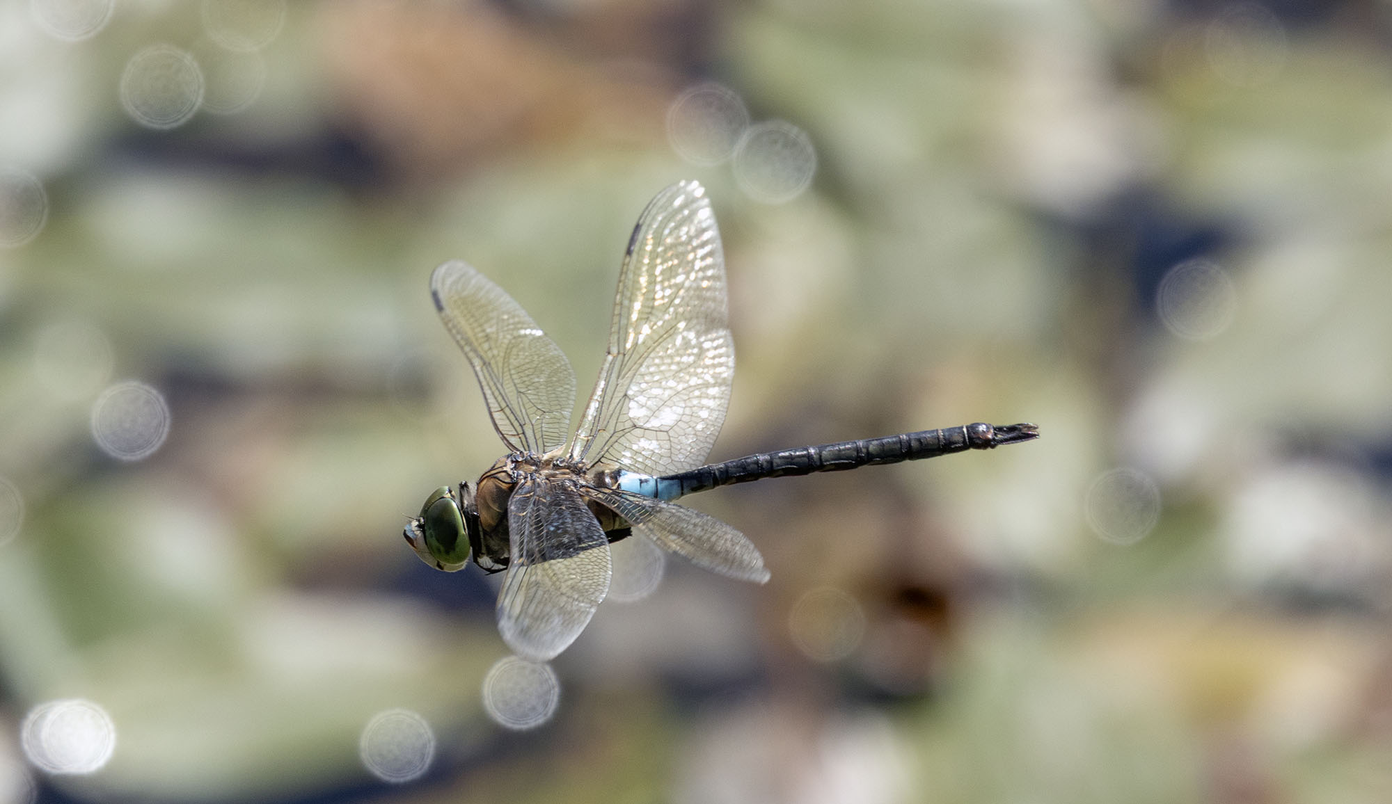 Lesser Emperor by Harry Hussey - BirdGuides