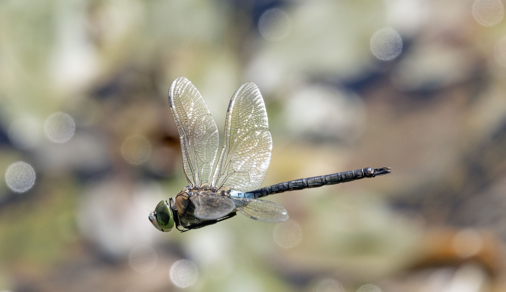 Lesser Emperor by Harry Hussey - BirdGuides